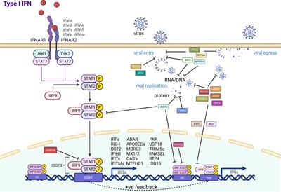 Antiviral effects of interferon-stimulated genes in bats